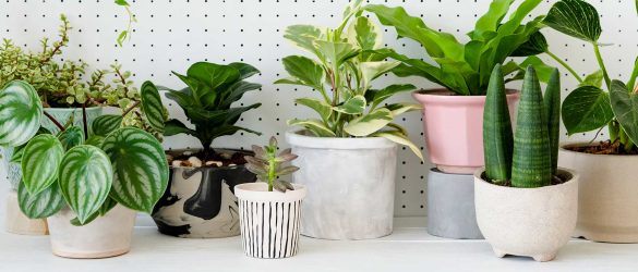 popular-potted-houseplants-white-background